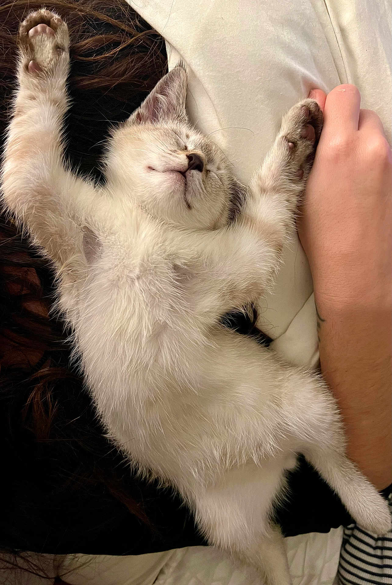 Leo joined the competition — help win amazing prizes! kitten, cat, sleeping, paw, human_hand, bed, blanket, fur, pet, cozy, cute, relaxed, indoor, closeup, whiskers, face, paw_pads, human_arm, pillow, long_hair