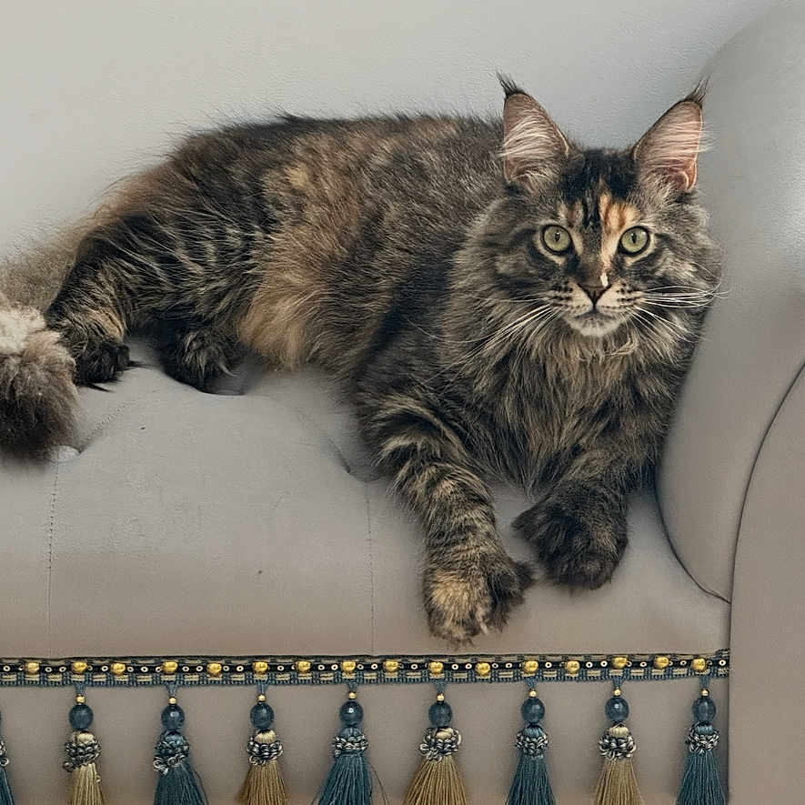 Willow participe au concours pour gagner de l'argent avec cette photo : animal, cat, chair, couch, cozy, domestic_animal, ears, feline, fur, furniture, home, indoor, looking, mammal, paws, pet, relaxed, tabby_cat, tassels, whiskers