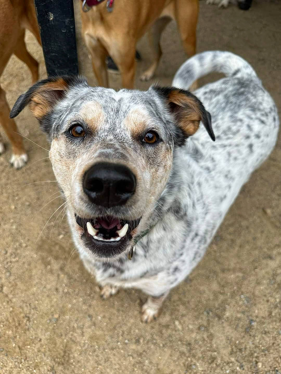 Benjamin joined the competition — help win amazing prizes! ancient_dog_breeds, australian_cattle_dog, canidae, carnivore, collar, companion_dog, dog, dog_breed, dog_collar, dog_supply, fawn, fur, guard_dog, non_sporting_group, snout, sporting_group, street_dog, whiskers, working_animal, working_dog