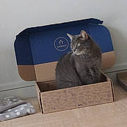Pazu a rejoint le concours — aidez-le/la à gagner de superbes lots ! cat, gray_cat, pet, animal, feline, sitting, cardboard_box, box, indoors, home, blue, brown, whiskers, ears, green_eyes, fur, portrait, cozy, blanket, floor