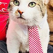 Igor is registered to the contest to win money with this photo: cat, tie, collar, pet, animal, white_fur, tabby_fur, green_eyes, indoor, close_up, portrait, cute, domestic_cat, striped_tie, fur, whiskers, ears, sitting, looking_away, cozy