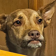 Eggybot is registered to the contest to win money with this photo: dog, canine, pet, close_up, face, ears, brown_fur, wood, expression, animal, looking, indoor, portrait, nostrils, snout, muzzle, whiskers, alert, cute, domestic