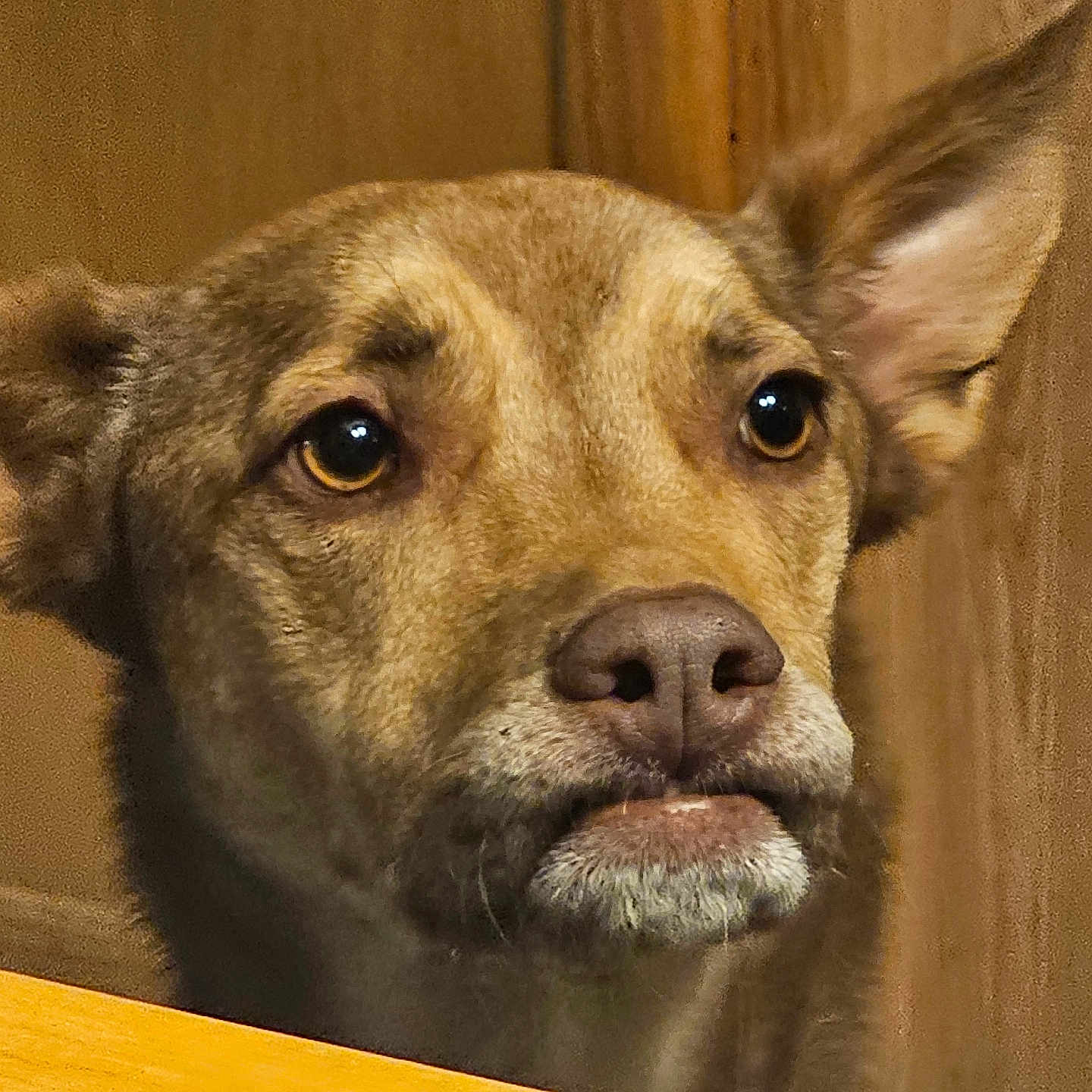 Eggybot is registered to the contest to win money with this photo: alert, animal, brown_fur, canine, close_up, cute, dog, domestic, ears, expression, face, indoor, looking, muzzle, nostrils, pet, portrait, snout, whiskers, wood