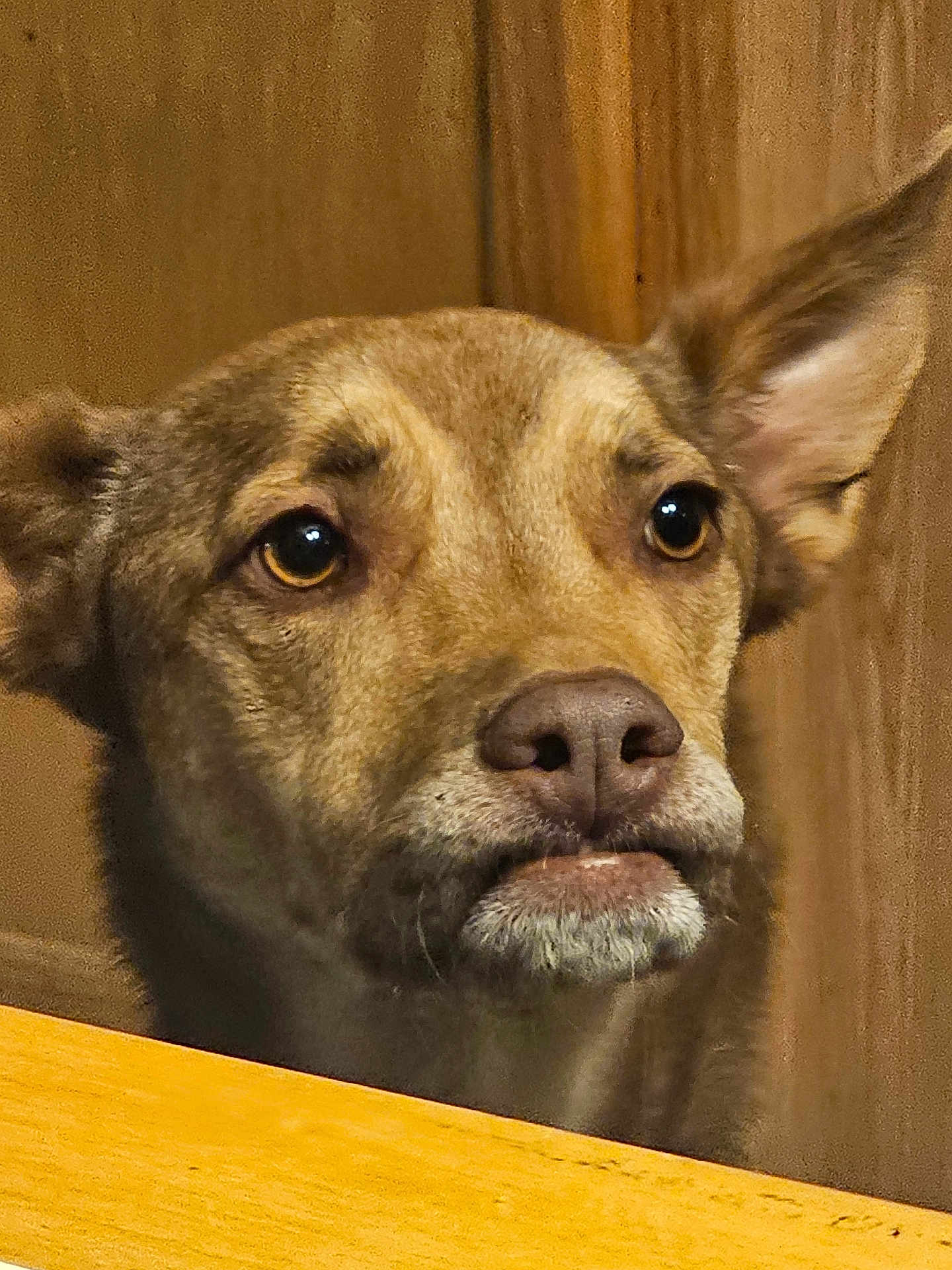 Eggybot is registered to the contest to win money with this photo: dog, canine, pet, close_up, face, ears, brown_fur, wood, expression, animal, looking, indoor, portrait, nostrils, snout, muzzle, whiskers, alert, cute, domestic