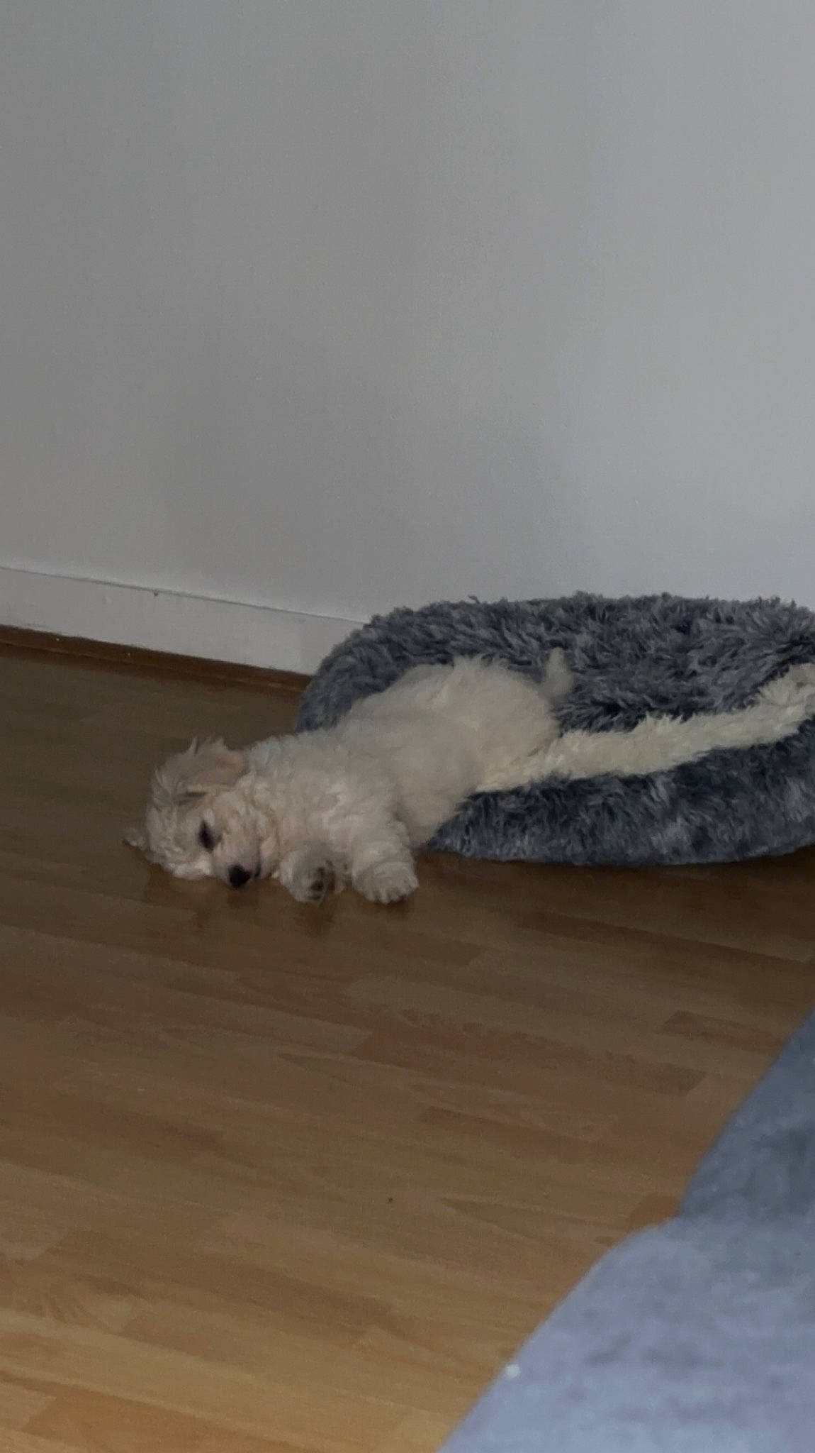 Ullyse participe au concours pour gagner de l'argent avec cette photo : canidae, carnivore, comfort, companion_dog, dog, dog_breed, flooring, fur, hardwood, laminate_flooring, paw, poodle, sporting_group, terrier, toy_dog, water_dog, winter, wood, wood_flooring, wool