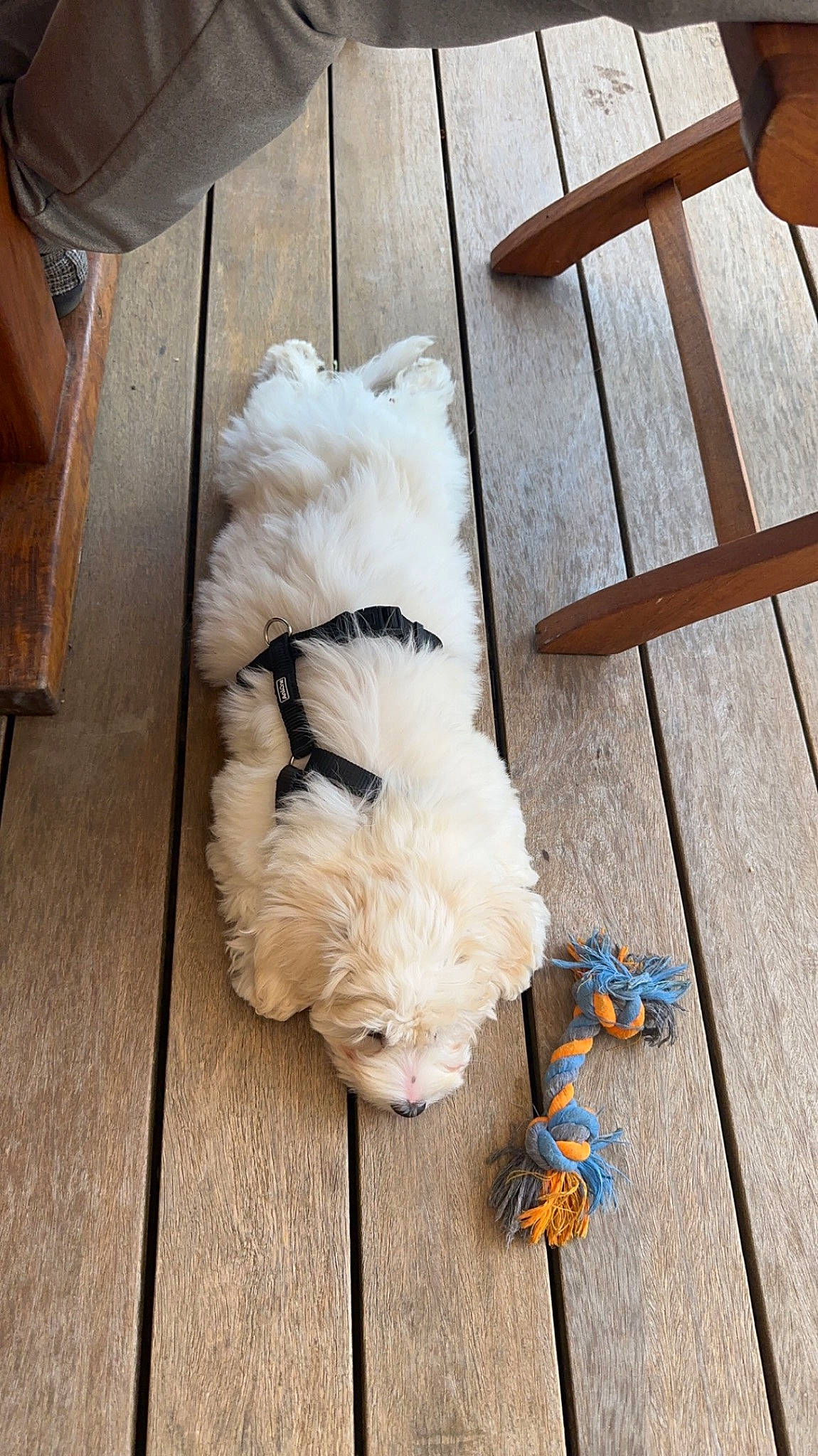 Ullyse a rejoint le concours — aidez-le/la à gagner de superbes lots ! canidae, carnivore, companion_dog, dog, dog_breed, dog_collar, dog_supply, fawn, floor, flooring, fur, hardwood, labradoodle, pet_supply, sporting_group, stuffed_toy, tail, toy, toy_dog, wood