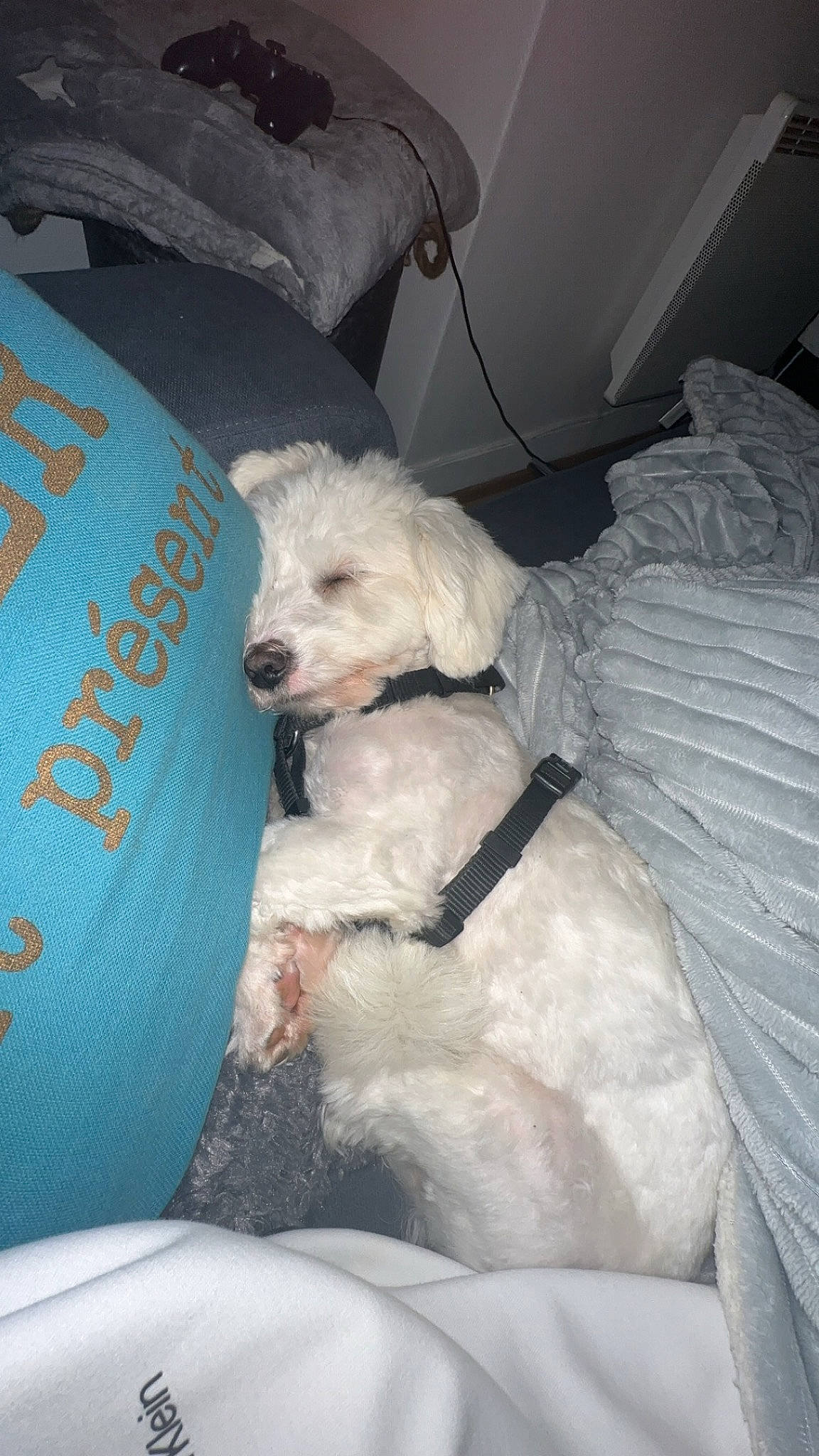 Ullyse participe au concours pour gagner de l'argent avec cette photo : carnivore, comfort, companion_dog, dog, dog_breed, fur, labradoodle, poodle, poodle_crossbreed, puppy_love, shih_poo, small_terrier, terrier, toy_dog, water_dog, working_animal