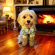 Teddy is registered to the contest to win money with this photo: armchair, collar, cozy, cute, dog, fire, fireplace, fur, hardwood_floor, hearth, indoor, lamp, living_room, pet_clothing, portrait, puppy, small_dog, sweater, tongue_out, white_dog
