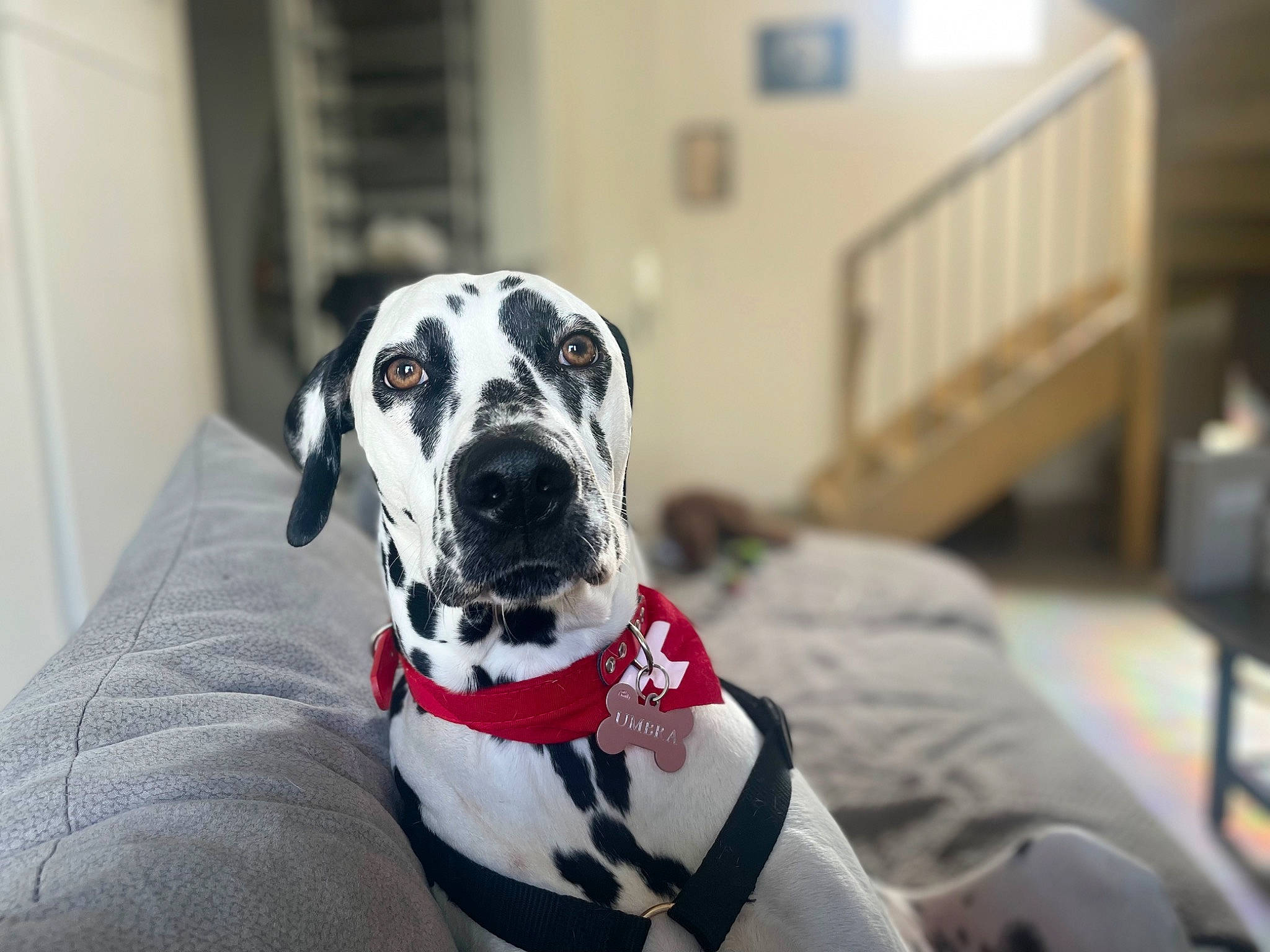 Umbra participe au concours pour gagner de l'argent avec cette photo : canidae, carnivore, collar, companion_dog, dalmatian, dog, dog_breed, dog_collar, dog_supply, fawn, fur, great_dane, guard_dog, monochrome_photography, non_sporting_group, snout, sporting_group, whiskers, working_animal, working_dog