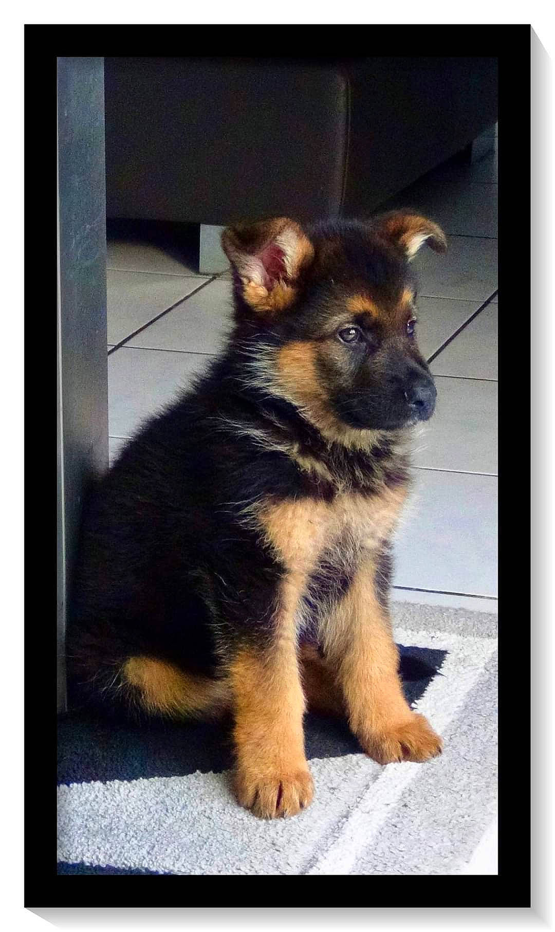 Django participe au concours pour gagner de l'argent avec cette photo : canidae, carnivore, dog, dog_breed, fawn, german_shepherd_dog, herding_dog, king_shepherd, mammal, old_german_shepherd_dog, puppy, rare_breed_dog, snout, vertebrate, working_dog