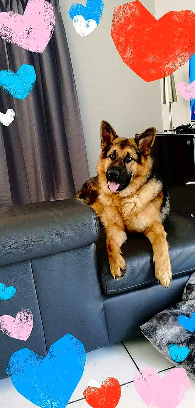 Django a rejoint le concours — aidez-le/la à gagner de superbes lots ! canidae, carnivore, companion_dog, dog, dog_breed, fawn, german_shepherd_dog, mammal, working_dog