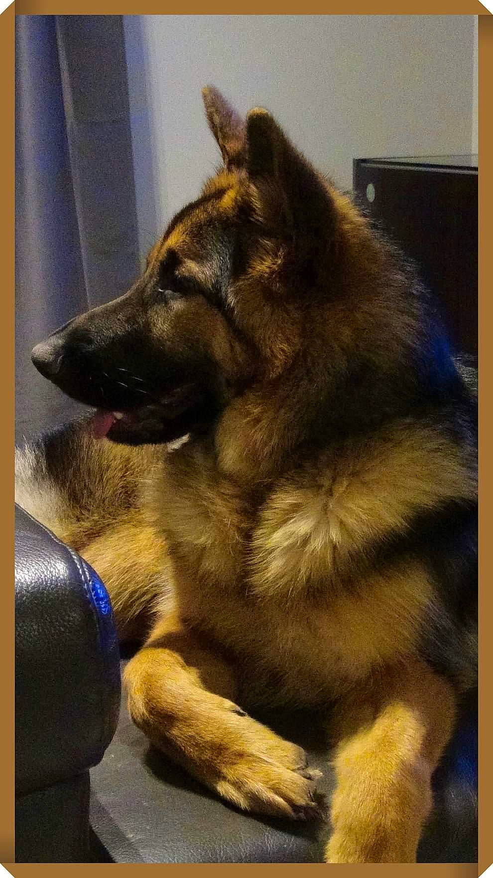 Django participe au concours pour gagner de l'argent avec cette photo : belgian_shepherd_malinois, bohemian_shepherd, canidae, carnivore, dog, dog_breed, east_european_shepherd, fawn, german_shepherd_dog, king_shepherd, kunming_wolfdog, mammal, norwegian_elkhound, old_german_shepherd_dog, shiloh_shepherd_dog, snout, tervuren, vertebrate