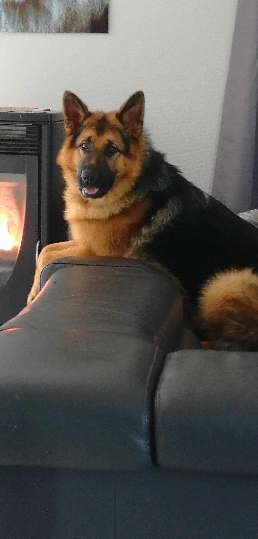 Django a rejoint le concours — aidez-le/la à gagner de superbes lots ! bohemian_shepherd, canidae, carnivore, companion_dog, dog, dog_breed, east_european_shepherd, fawn, german_shepherd_dog, king_shepherd, mammal, old_german_shepherd_dog, rare_breed_dog, shiloh_shepherd_dog, snout, tervuren, vertebrate, working_dog