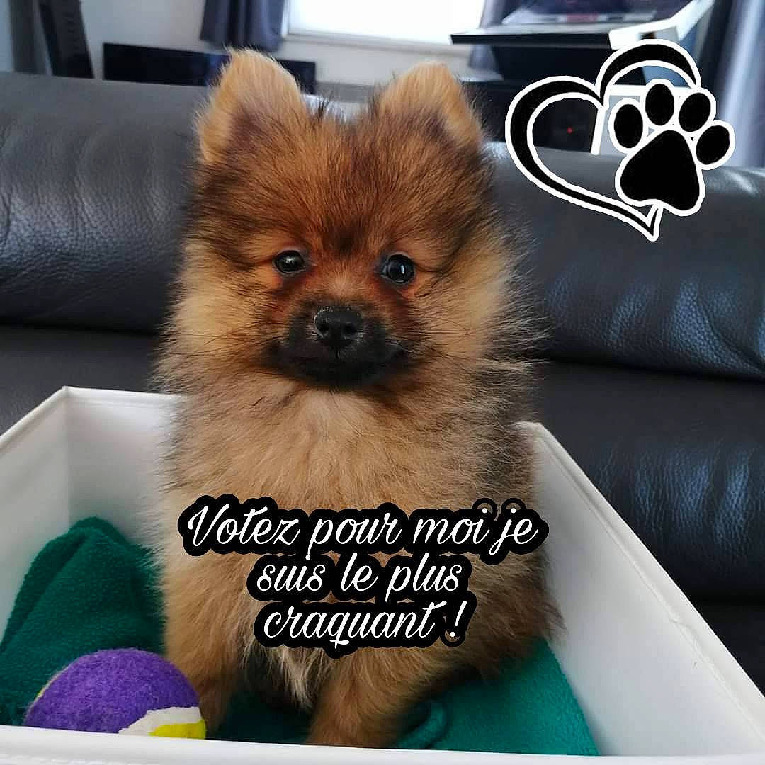 Cookie a rejoint le concours — aidez-le/la à gagner de superbes lots ! ancient_dog_breeds, canidae, carnivore, companion_dog, dog, dog_breed, german_spitz, german_spitz_klein, german_spitz_mittel, mammal, non_sporting_group, pomeranian, puppy, spitz, toy_dog, vertebrate, volpino_italiano