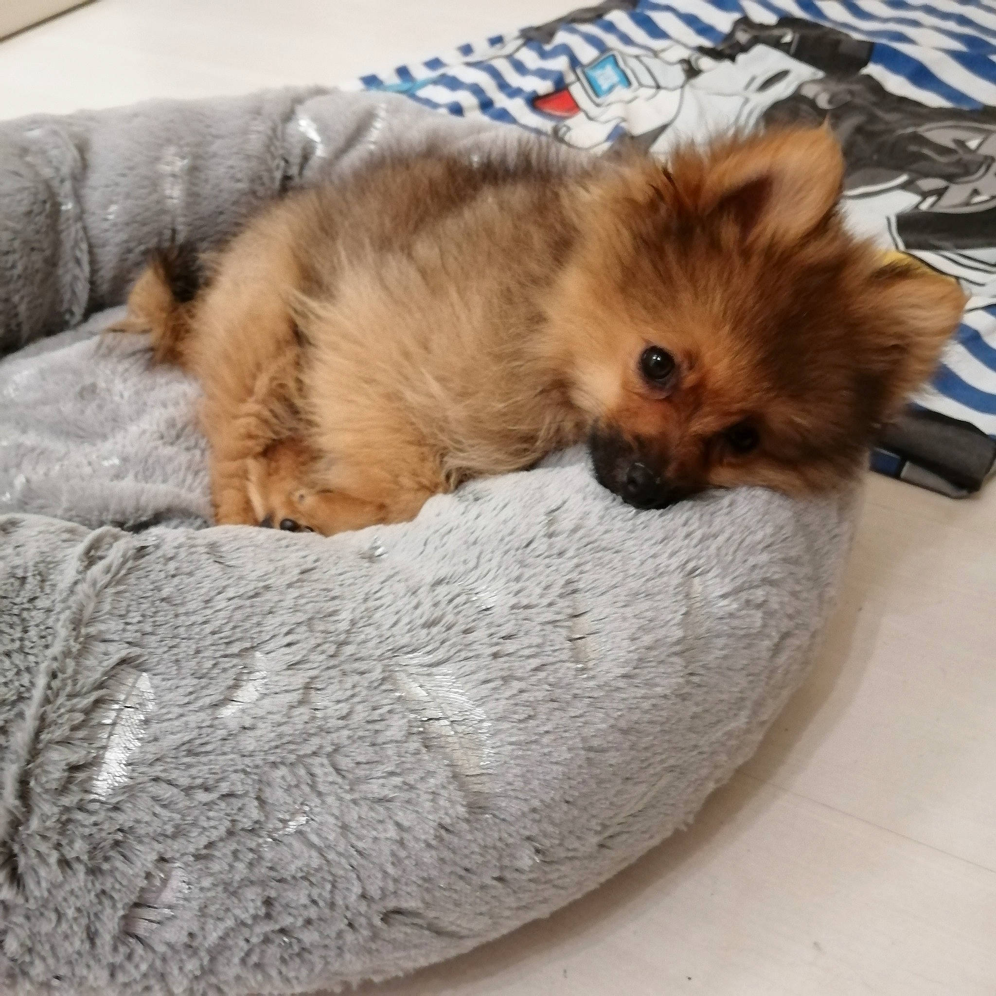 Cookie participe au concours pour gagner de l'argent avec cette photo : canidae, carnivore, companion_dog, dog, dog_breed, fawn, fur, german_spitz, german_spitz_klein, german_spitz_mittel, mammal, nap, non_sporting_group, norwich_terrier, pomeranian, puppy, puppy_love, spitz, toy_dog, volpino_italiano