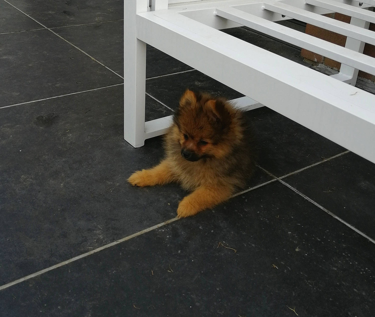 Cookie participe au concours pour gagner de l'argent avec cette photo : australian_terrier, canidae, carnivore, companion_dog, dog, dog_breed, fawn, floor, flooring, mammal, non_sporting_group, norwich_terrier, pomeranian, puppy, spitz, sporting_group, terrier, tile, toy_dog