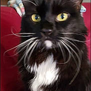 Darth is registered to the contest to win money with this photo: animal, black_cat, blanket, cat, close_up, couch, cozy, cute, domestic_cat, feline, fur, household, indoor, mammal, pet, portrait, sitting, whiskers, white_fur, yellow_eyes