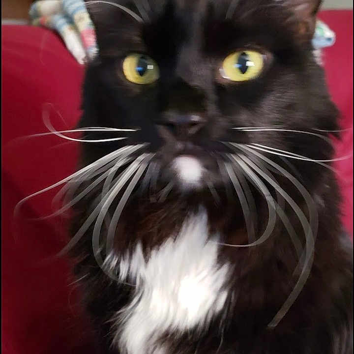 Darth is registered to the contest to win money with this photo: animal, black_cat, blanket, cat, close_up, couch, cozy, cute, domestic_cat, feline, fur, household, indoor, mammal, pet, portrait, sitting, whiskers, white_fur, yellow_eyes