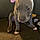 Ziggy