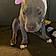 Ziggy