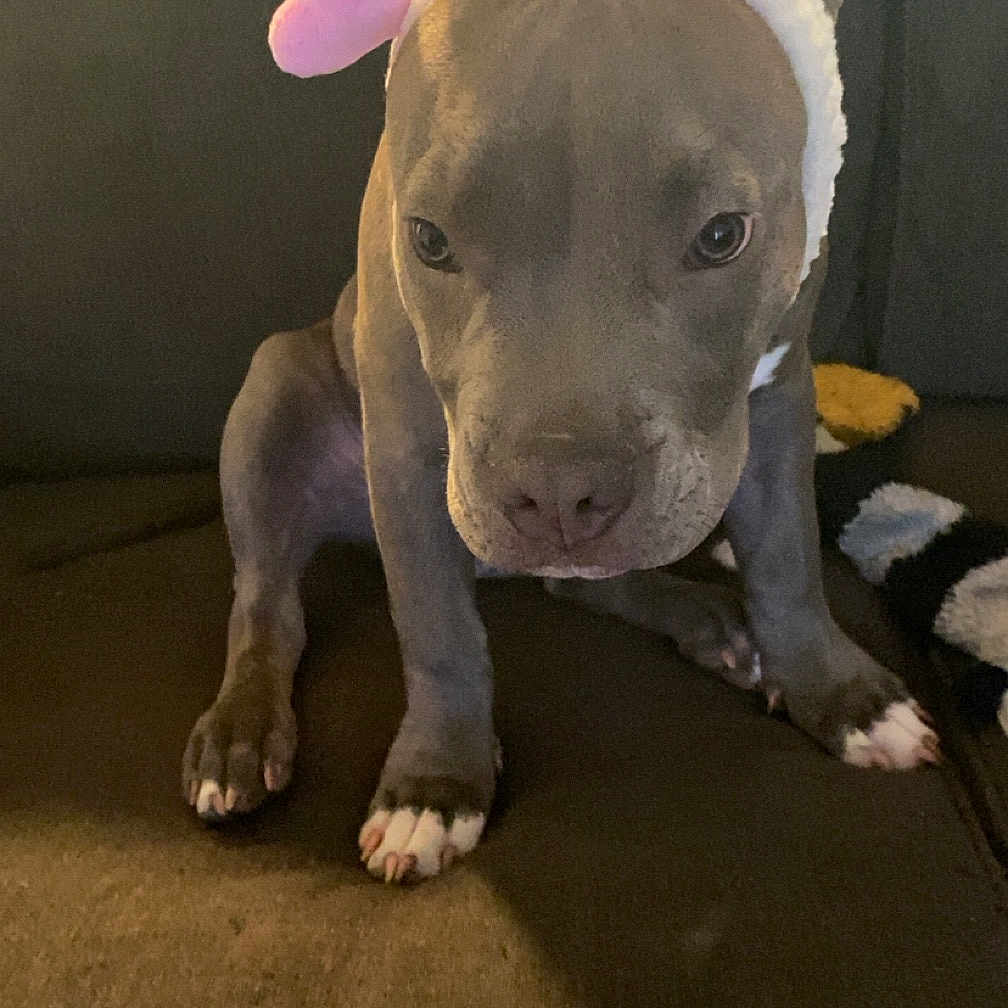 Ziggy joined the competition — help win amazing prizes! animal, blue, brown_couch, close_up, cozy, cute, dog, ears, expression, face, fur, headband, hearts, indoor, looking_down, pet, pink, puppy, sitting, white_paws