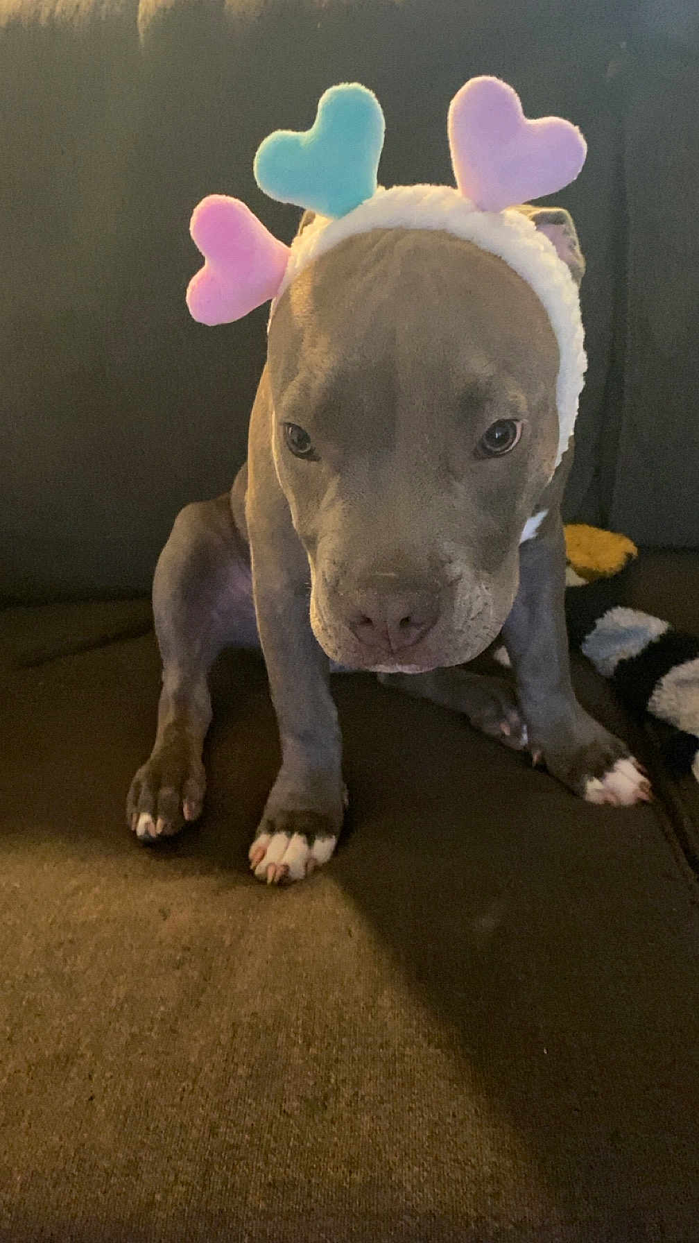 Ziggy joined the competition — help win amazing prizes! dog, puppy, headband, hearts, cute, indoor, brown_couch, pet, animal, ears, face, sitting, looking_down, pink, blue, white_paws, fur, expression, close_up, cozy