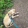 Cooper joined the competition — help win amazing prizes! adventure, animal, brown, canine, curious, dirt, dog, greenery, ground, leash, leaves, nature, outdoor, path, pavement, pet, resting, rocks, walk, young