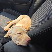 Cooper joined the competition — help win amazing prizes! black_leather, car, car_seat, collar, cute, dog, fur, interior, nose, paw, peaceful, pet, puppy, relaxation, resting, seatbelt, sleeping, sunlight, texture, young_dog