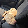 black_leather, car, car_seat, collar, cute, dog, fur, interior, nose, paw, peaceful, pet, puppy, relaxation, resting, seatbelt, sleeping, sunlight, texture, young_dog