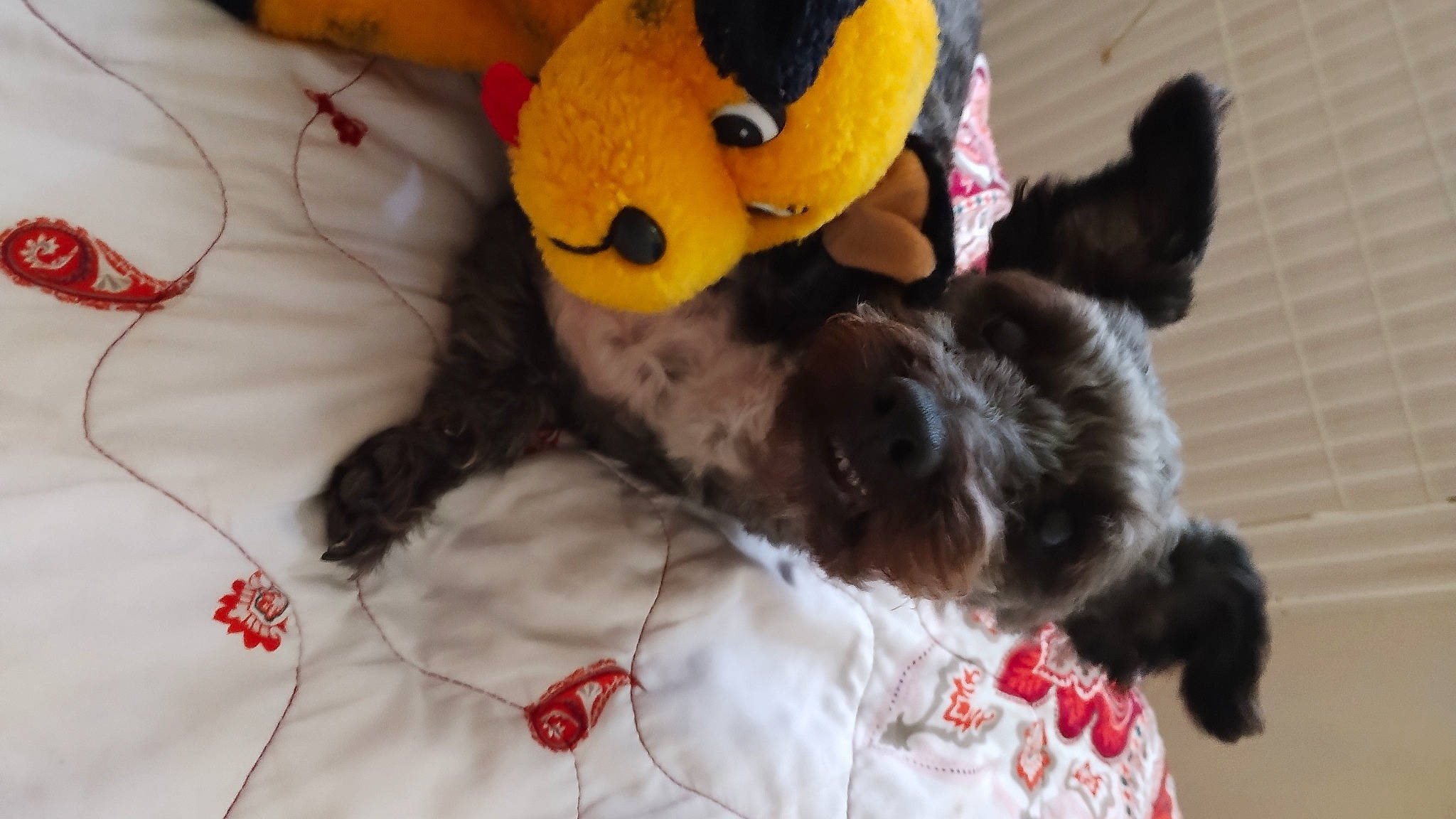 Bella joined the competition — help win amazing prizes! canidae, comfort, companion_dog, dog, dog_breed, dog_supply, fawn, felidae, fur, linens, mammal, pattern, paw, small_to_medium_sized_cats, stuffed_toy, tail, toy, toy_dog, working_animal