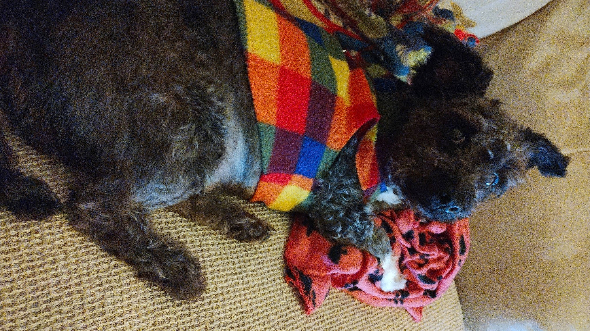 Bella joined the competition — help win amazing prizes! canidae, carnivore, collar, comfort, companion_dog, dog, dog_breed, dog_clothes, dog_supply, fawn, felidae, fur, liver, pattern, pet_supply, tail, water_dog, wool, woolen, working_animal