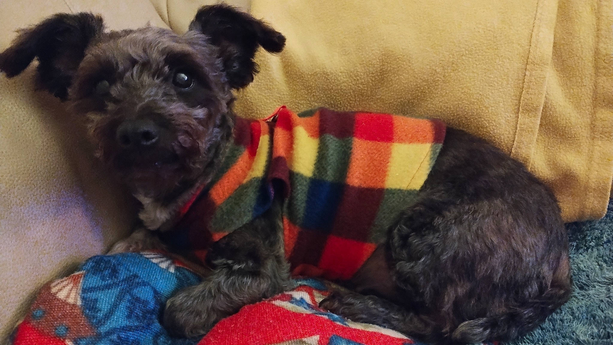 Bella joined the competition — help win amazing prizes! canidae, carnivore, comfort, companion_dog, couch, dog, dog_breed, dog_supply, fur, pattern, pet_supply, schnauzer, small_terrier, snout, sporting_group, standard_schnauzer, tartan, terrier, toy_dog, working_animal