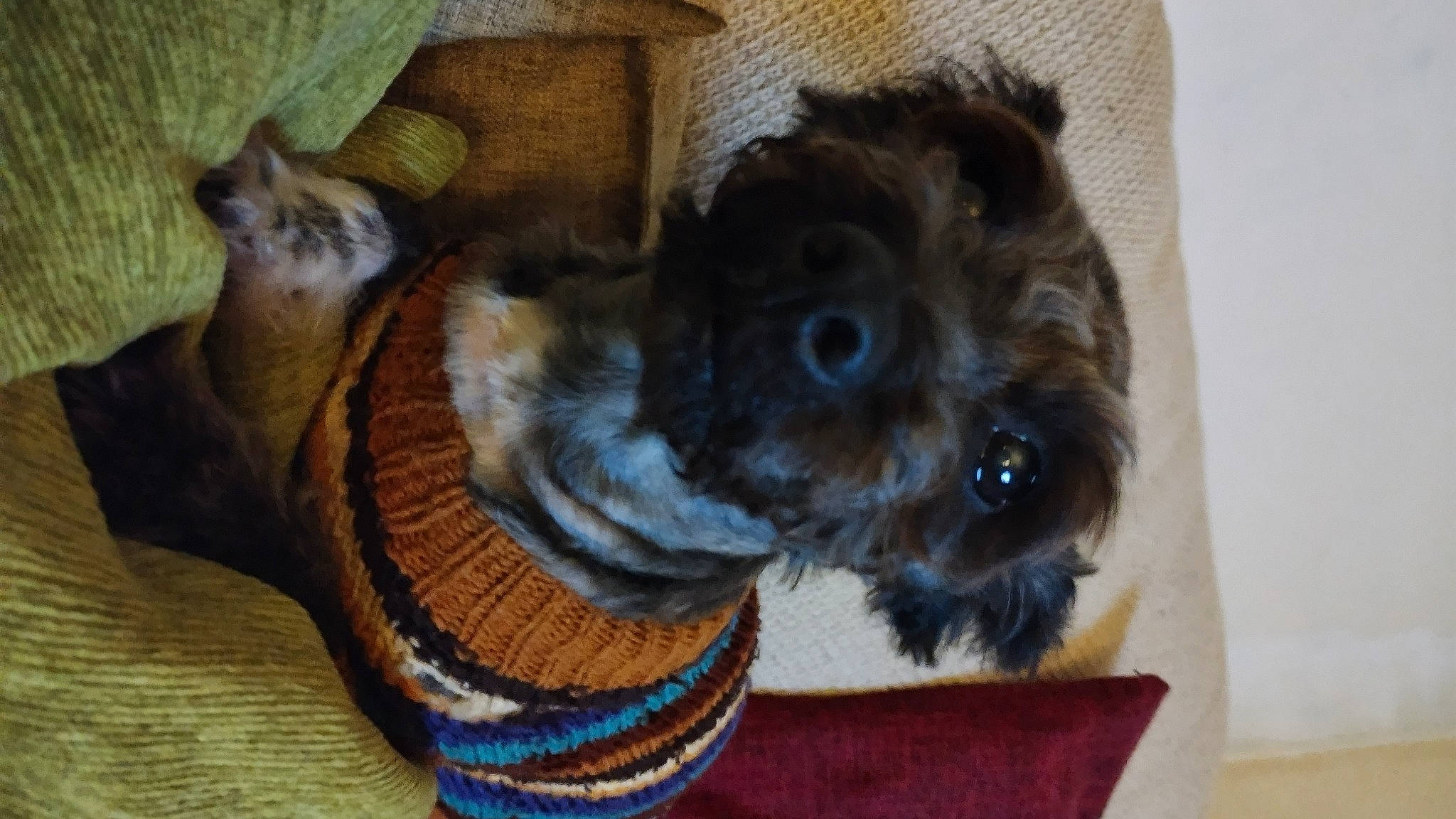 Bella joined the competition — help win amazing prizes! canidae, carnivore, companion_dog, dog, dog_bed, dog_breed, dog_clothes, dog_supply, fawn, felidae, liver, pet_supply, small_to_medium_sized_cats, snout, sporting_group, stuffed_toy, tail, toy_dog, whiskers, working_animal