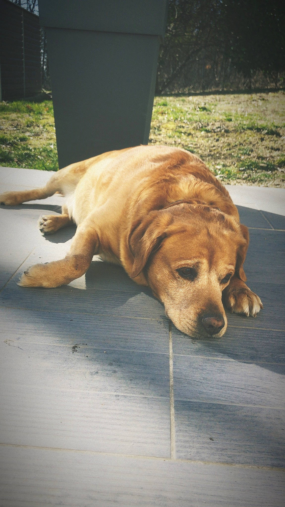 Gordon participe au concours pour gagner de l'argent avec cette photo : beagador, canidae, carnivore, companion_dog, dog, dog_breed, fawn, golden_retriever, mammal, snout, sporting_group, street_dog