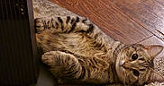 Rocky Joe is registered to the contest to win money with this photo: cat, tabby_cat, pet, animal, striped_fur, lying_down, belly_up, paws, whiskers, ears, eyes, indoor, wooden_floor, rug, carpet, heater, cozy, relaxed, portrait, home