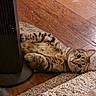 cat, tabby_cat, pet, animal, striped_fur, lying_down, belly_up, paws, whiskers, ears, eyes, indoor, wooden_floor, rug, carpet, heater, cozy, relaxed, portrait, home