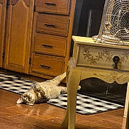 Rocky Joe joined the competition — help win amazing prizes! cat, tabby, pet, animal, lying_down, belly_up, playful, portrait, face, whiskers, indoors, kitchen, wooden_floor, checkerboard_mat, cabinet, drawers, furniture, fan, home, funny