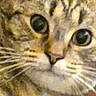 animal, brown, cat, close_up, curious, ears, face, feline, gray, indoor, kitten, nose, pet, phone_screenshot, portrait, sitting, striped_fur, tabby, whiskers, wide_eyes
