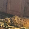 Rocky Joe is registered to the contest to win money with this photo: cat, tabby, fluffy, sleeping, lying_down, piano, keyboard, musical_instrument, indoor, home, brown, striped, fur, pet, relaxed, cozy, warm_lighting, wood, resting, portrait