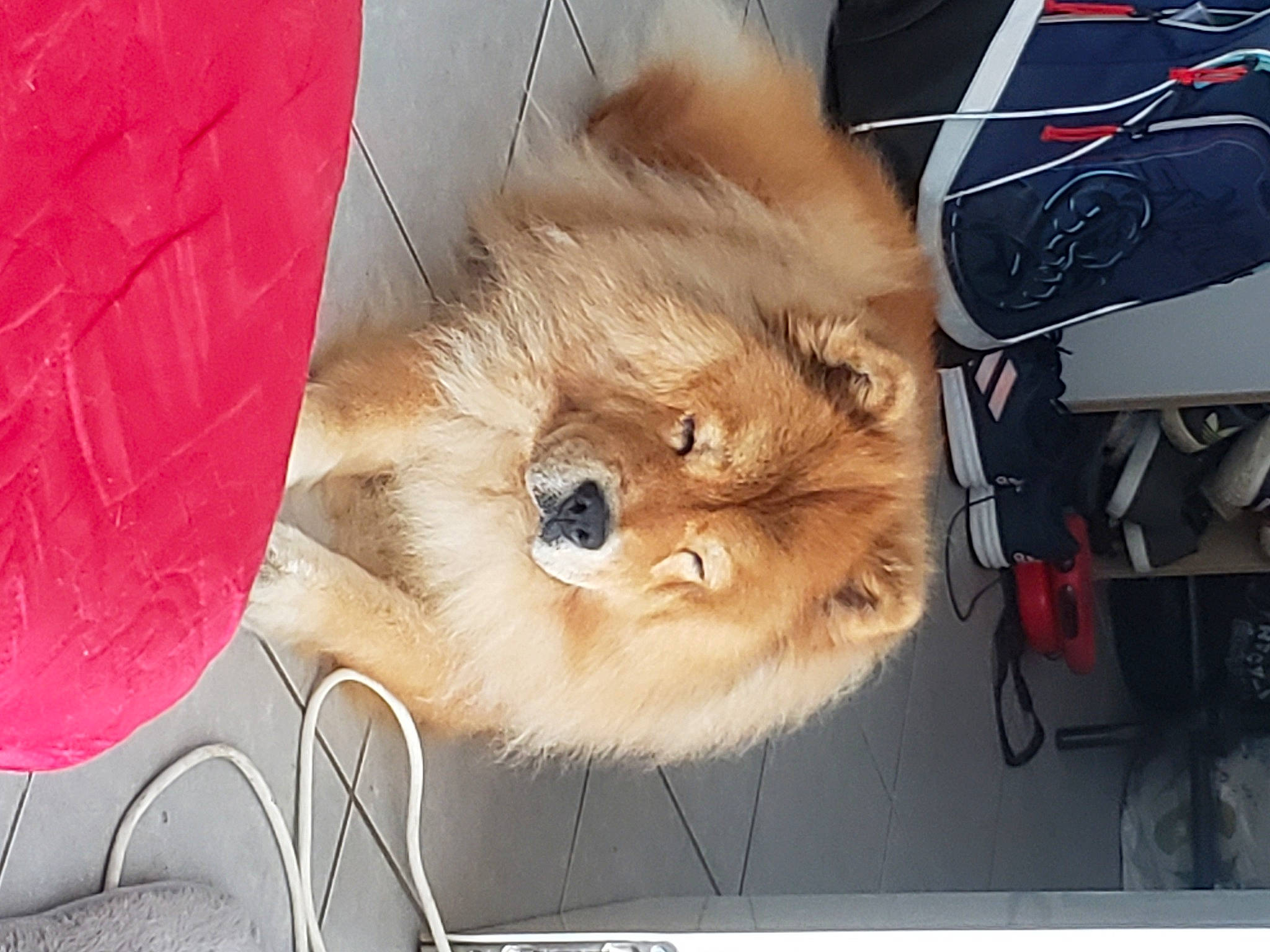 Haylee participe au concours pour gagner de l'argent avec cette photo : bag, canidae, carnivore, companion_dog, dog_breed, fawn, felidae, fur, german_spitz, paw, small_to_medium_sized_cats, snout, spitz, sporting_group, stuffed_toy, tail, terrestrial_animal, toy, whiskers, working_animal