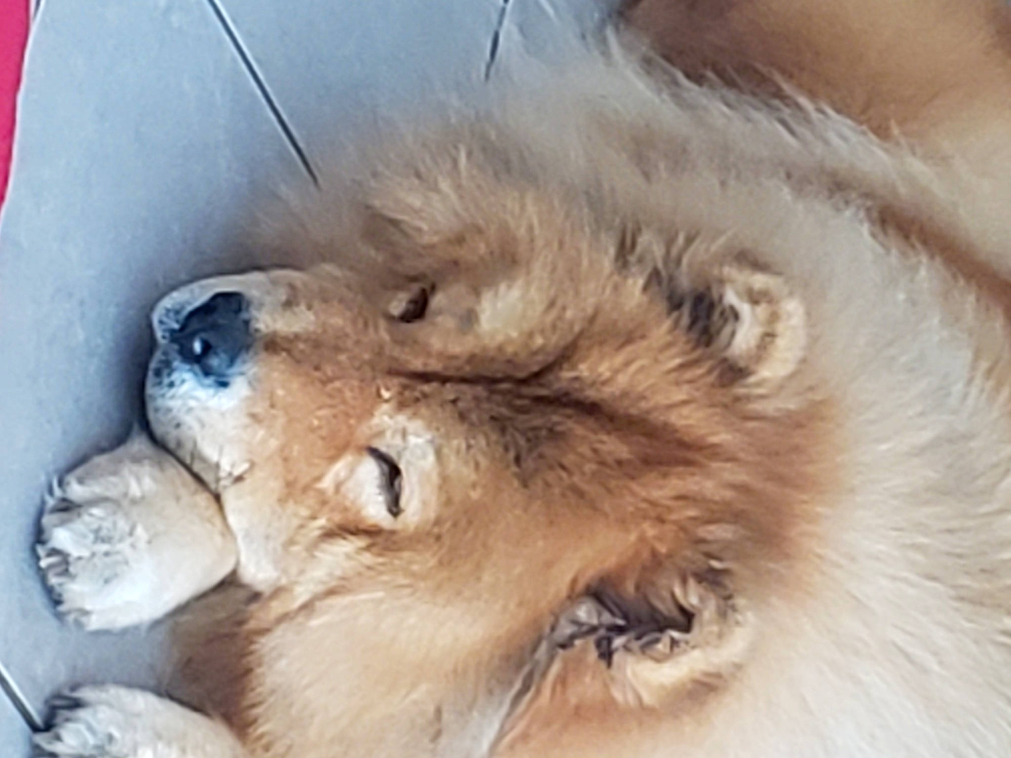 Haylee participe au concours pour gagner de l'argent avec cette photo : canidae, carnivore, claw, companion_dog, dog_breed, fawn, felidae, fur, german_spitz_mittel, paw, small_to_medium_sized_cats, snout, terrestrial_animal, whiskers, wildlife, working_animal