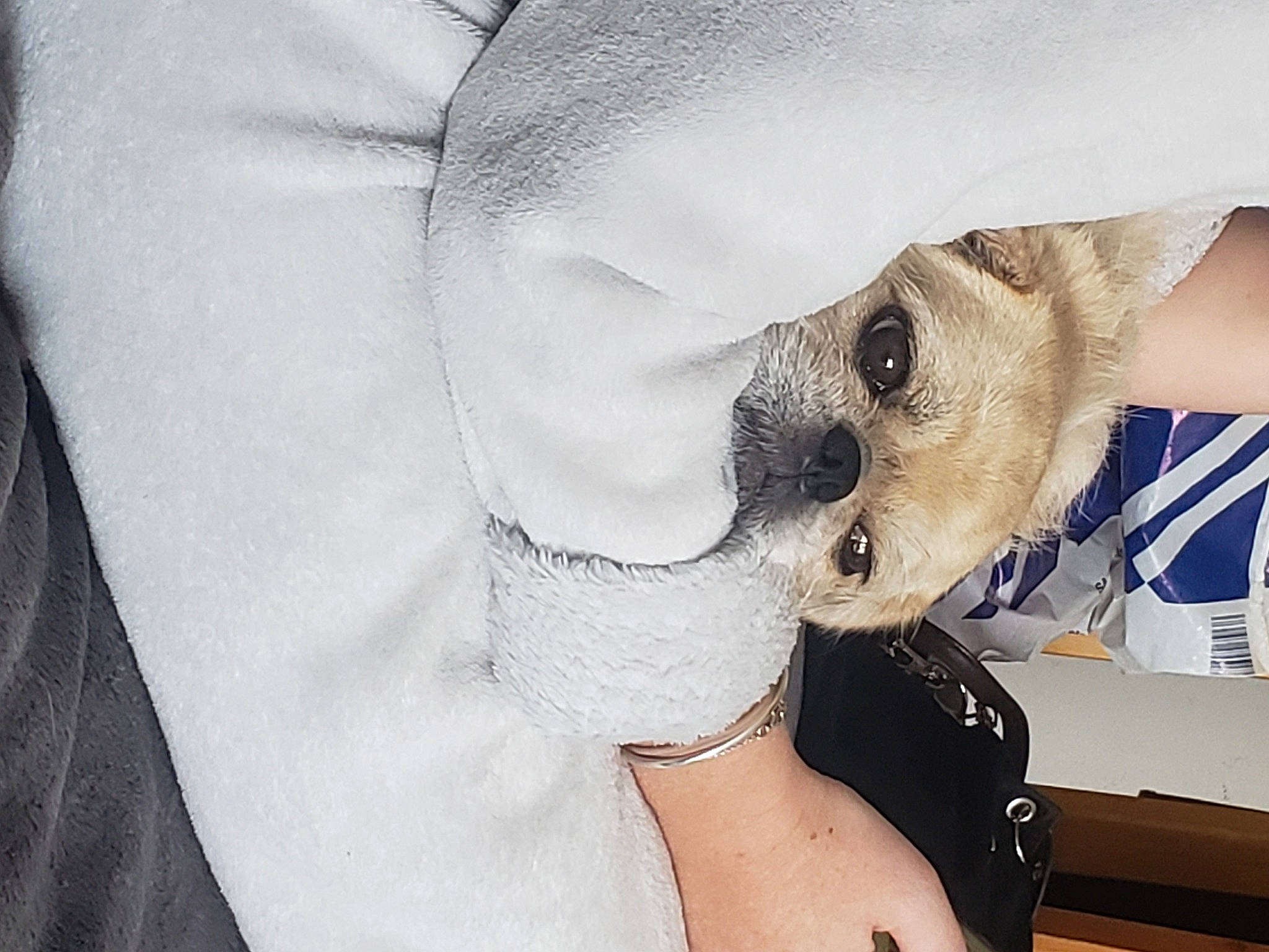 Nala a rejoint le concours — aidez-le/la à gagner de superbes lots ! carnivore, chest, comfort, companion_dog, dog, dog_breed, eyelash, felidae, fur, grey, human_leg, jewellery, linens, pattern, paw, selfie, sleeve, toy_dog, whiskers, working_animal
