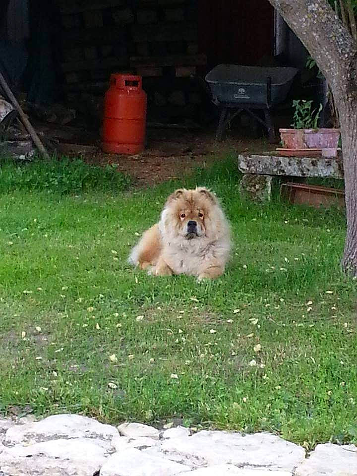 Haylee a rejoint le concours — aidez-le/la à gagner de superbes lots ! barrel, carnivore, chair, companion_dog, dog, dog_breed, fawn, fur, garden, german_spitz, german_spitz_klein, german_spitz_mittel, grass, plant, pomeranian, spitz, tail, toy_dog, tree, yard