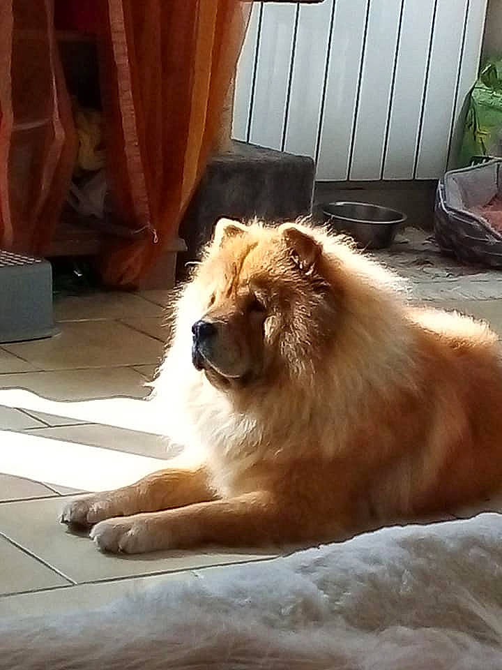 Haylee participe au concours pour gagner de l'argent avec cette photo : ancient_dog_breeds, canidae, carnivore, companion_dog, curtain, dog, dog_breed, fawn, flowerpot, fur, houseplant, lion, mammal, snout, sporting_group, tongue, whiskers, window_treatment