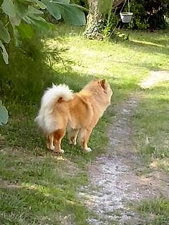 Haylee a rejoint le concours — aidez-le/la à gagner de superbes lots ! ancient_dog_breeds, canidae, carnivore, companion_dog, dog, dog_breed, fawn, fur, german_spitz, german_spitz_klein, german_spitz_mittel, grass, plant, pomeranian, spitz, sporting_group, tail, tree, volpino_italiano, working_dog