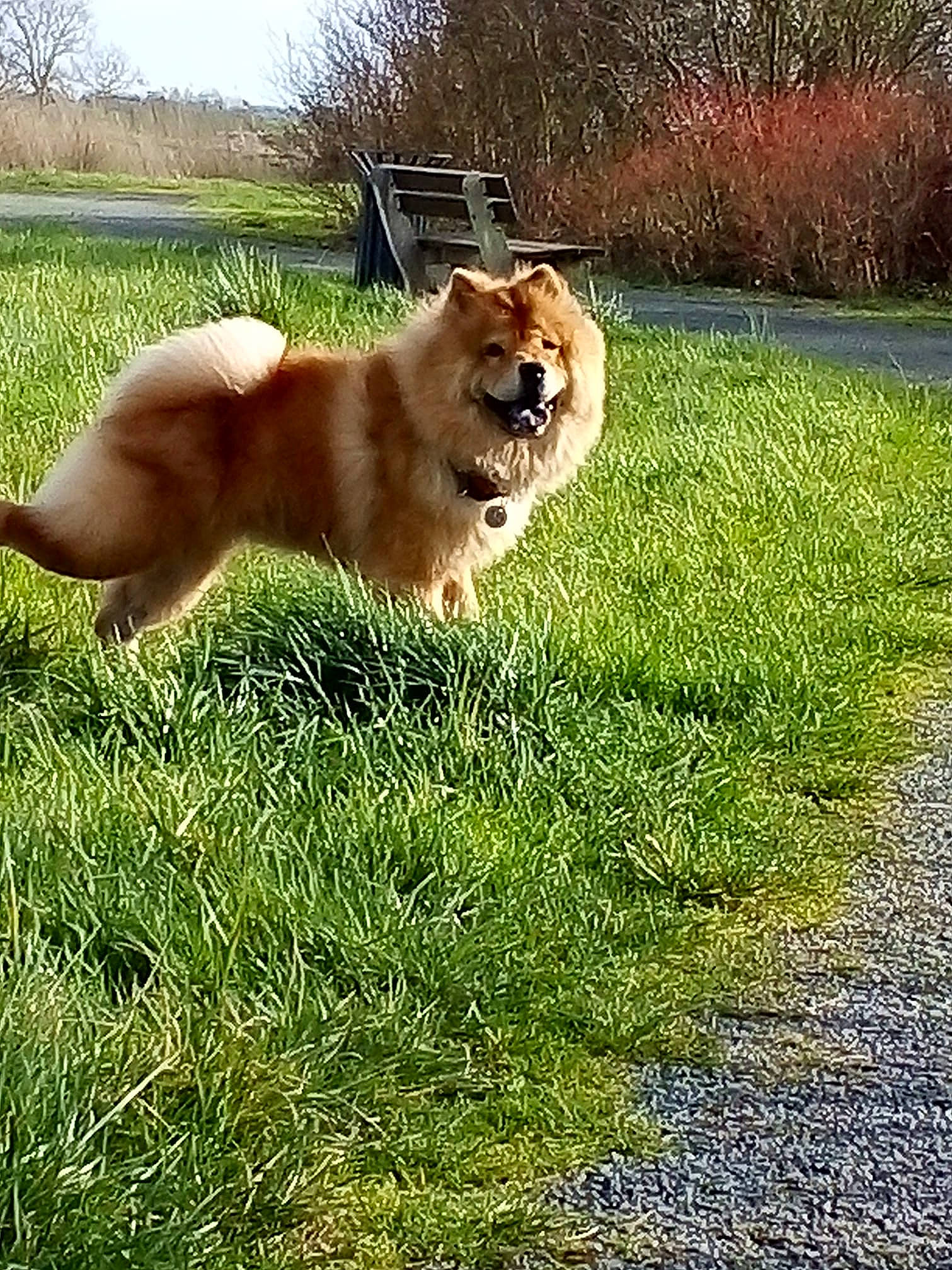 Haylee a rejoint le concours — aidez-le/la à gagner de superbes lots ! canidae, carnivore, companion_dog, dog, dog_breed, fawn, field, finnish_spitz, grass, mammal, non_sporting_group, pasture, spitz, sporting_group, working_animal