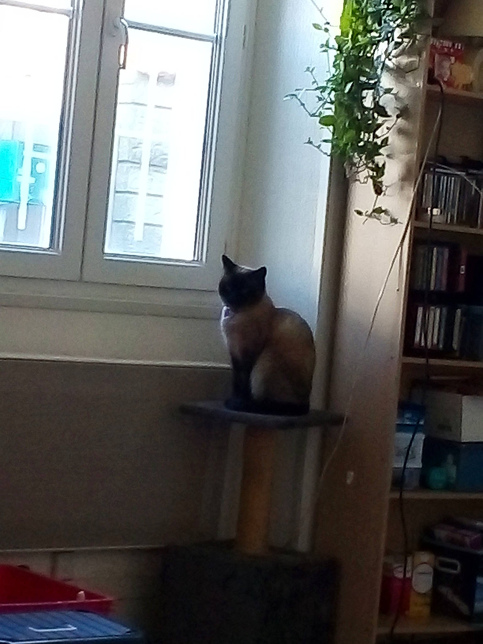 Myla participe au concours pour gagner de l'argent avec cette photo : bookcase, carnivore, cat, daylighting, domestic_short_haired_cat, felidae, fixture, houseplant, interior_design, shelf, shelving, small_to_medium_sized_cats, tail, transparent_material, whiskers, window_covering