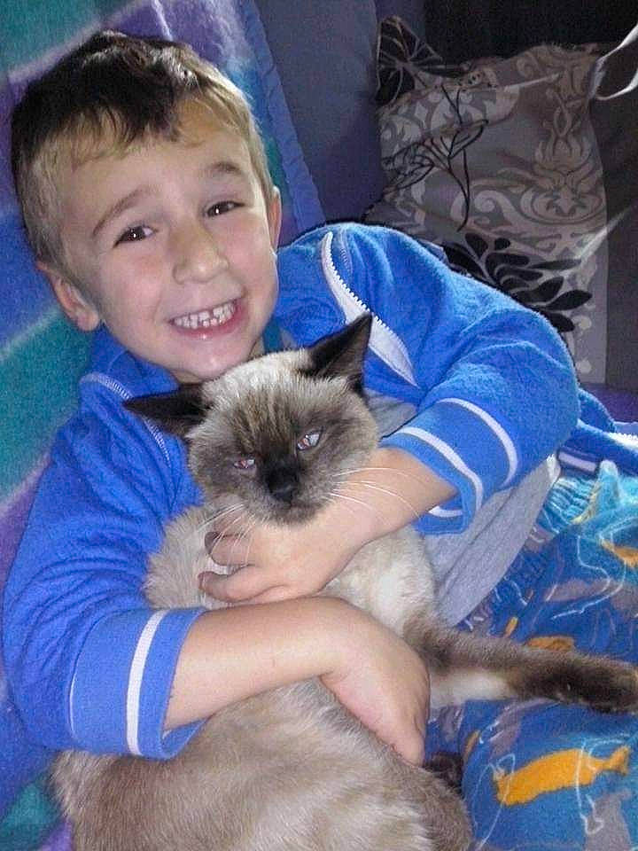 Myla participe au concours pour gagner de l'argent avec cette photo : balinese, birman, blue, carnivore, cat, cushion, felidae, fur, home_accessories, iris, linens, pillow, siamese, skin, small_to_medium_sized_cats, thai, throw_pillow, tonkinese, vertebrate, whiskers