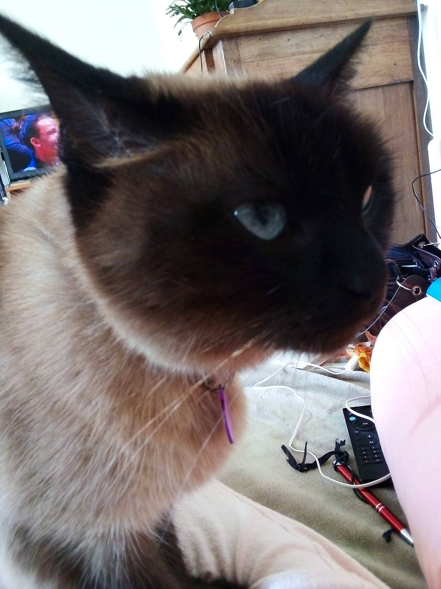 Myla participe au concours pour gagner de l'argent avec cette photo : carnivore, cat, collar, felidae, fur, pet_supply, siamese, small_to_medium_sized_cats, snout, whiskers