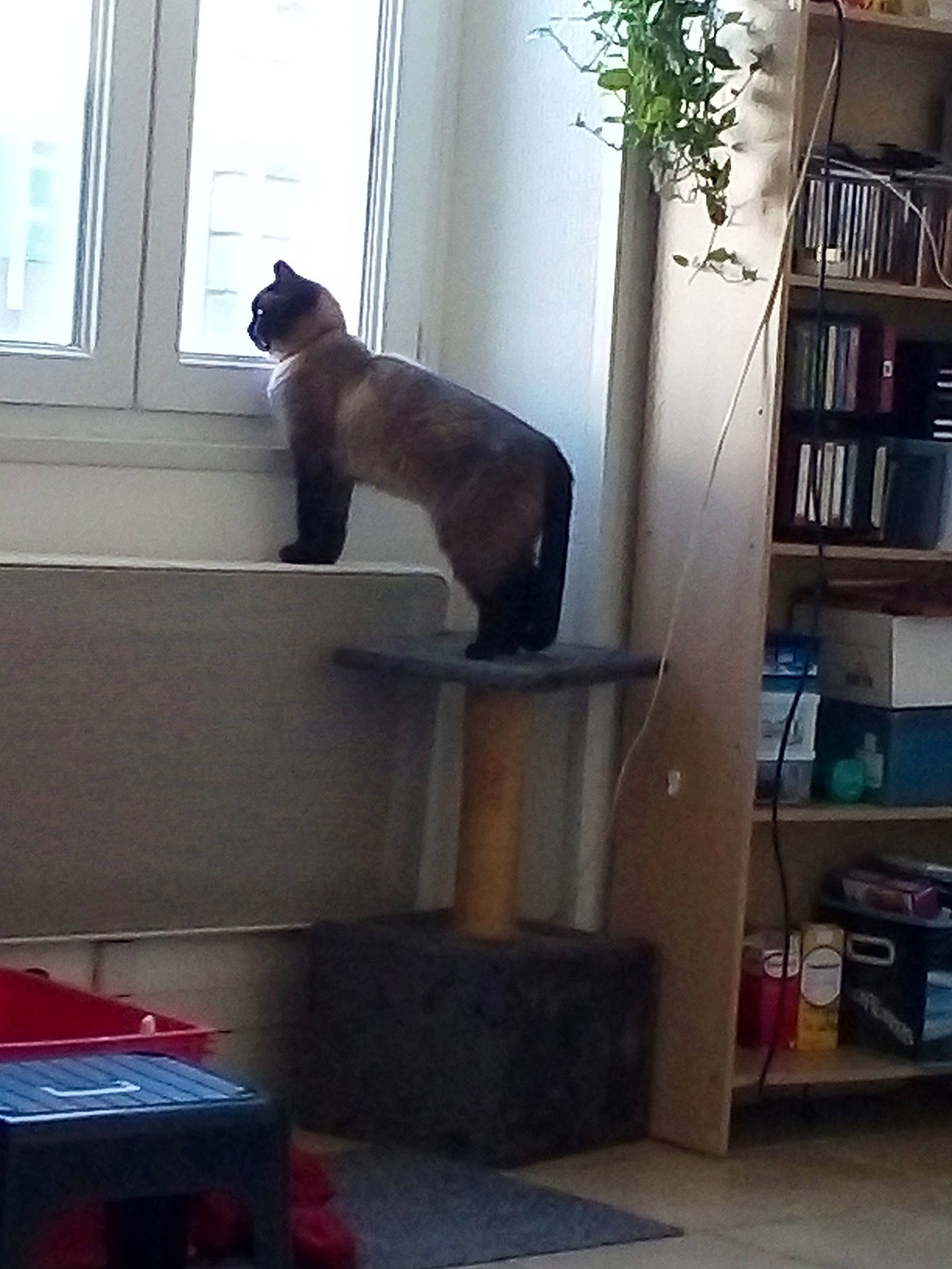 Myla a rejoint le concours — aidez-le/la à gagner de superbes lots ! bookcase, carnivore, cat, domestic_short_haired_cat, felidae, fixture, flowerpot, home, houseplant, interior_design, room, shelf, shelving, small_to_medium_sized_cats, snout, tail, tonkinese, vertebrate, whiskers